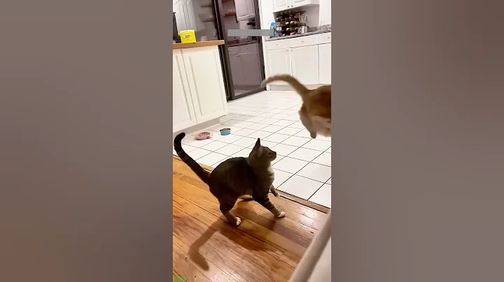 Video 10770961: cat funny farm, funny dog cat talking, cat attacks dog, funniest cats