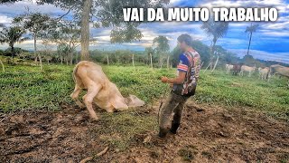 LAÇANDO NELORE BRABA NO PASTO, quase deu ruim