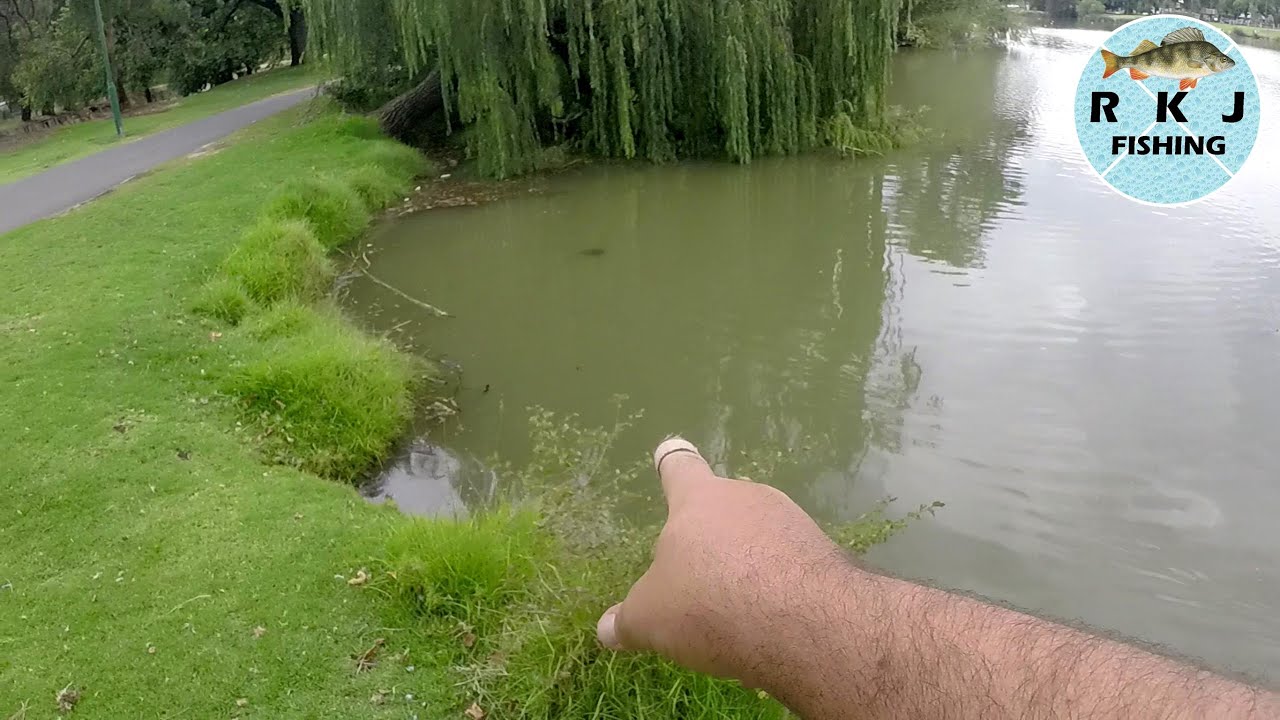 A very quick fish at Lake Weeroona in Bendigo YouTube