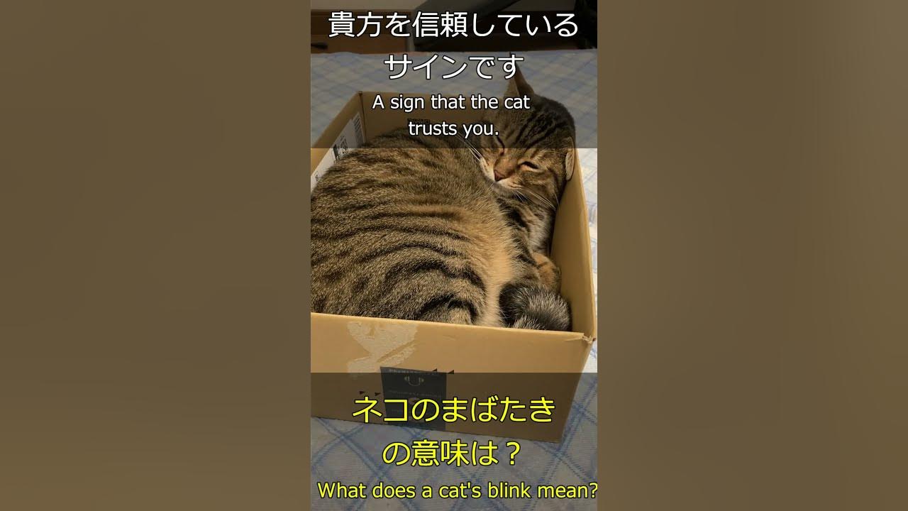 shorts What Does A Cat s Blink Mean blink shorts-what-does-a-cat-s-blink-mean-blink