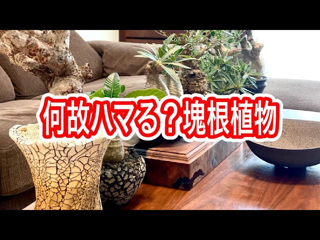 『塊根植物/コーデックス』あなたと塊根植物の話…聞かせて下さい　Part２