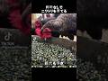 飼料なしでニワトリを育てる