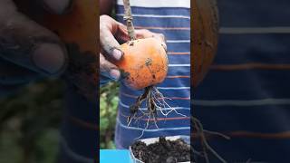 How To Possible 🤔 #craft #hacks #garden #shorts #hacks #diy