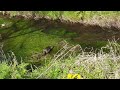 Male and female duck in river (loud quacking)