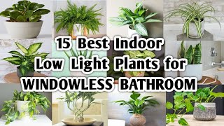 15 Indoor Plants for Windowless Bathroom | Low Light Plants for Bathroom | Plant and Planting