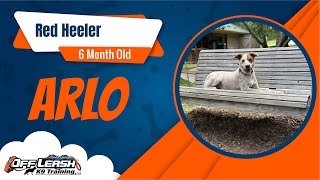 Heeler Arlo's Amazing Transformation: From Wild to Wonderful in Just 2 Weeks | Off Leash K9 North GA by Off Leash K9 Training North Georiga 23 views 2 days ago 7 minutes, 3 seconds