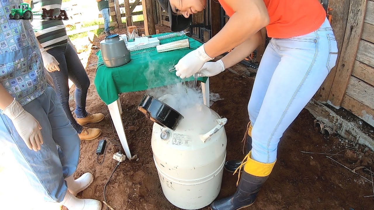 DIA DE INSEMINAÇÃO (IATF) - COM A MÉDICA VETERINÁRIA DENISE LIMA