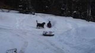 CuteWinFail: Slippery Sled
