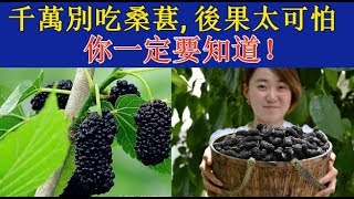 千萬別吃桑葚，後果太可怕，你一定要知道！