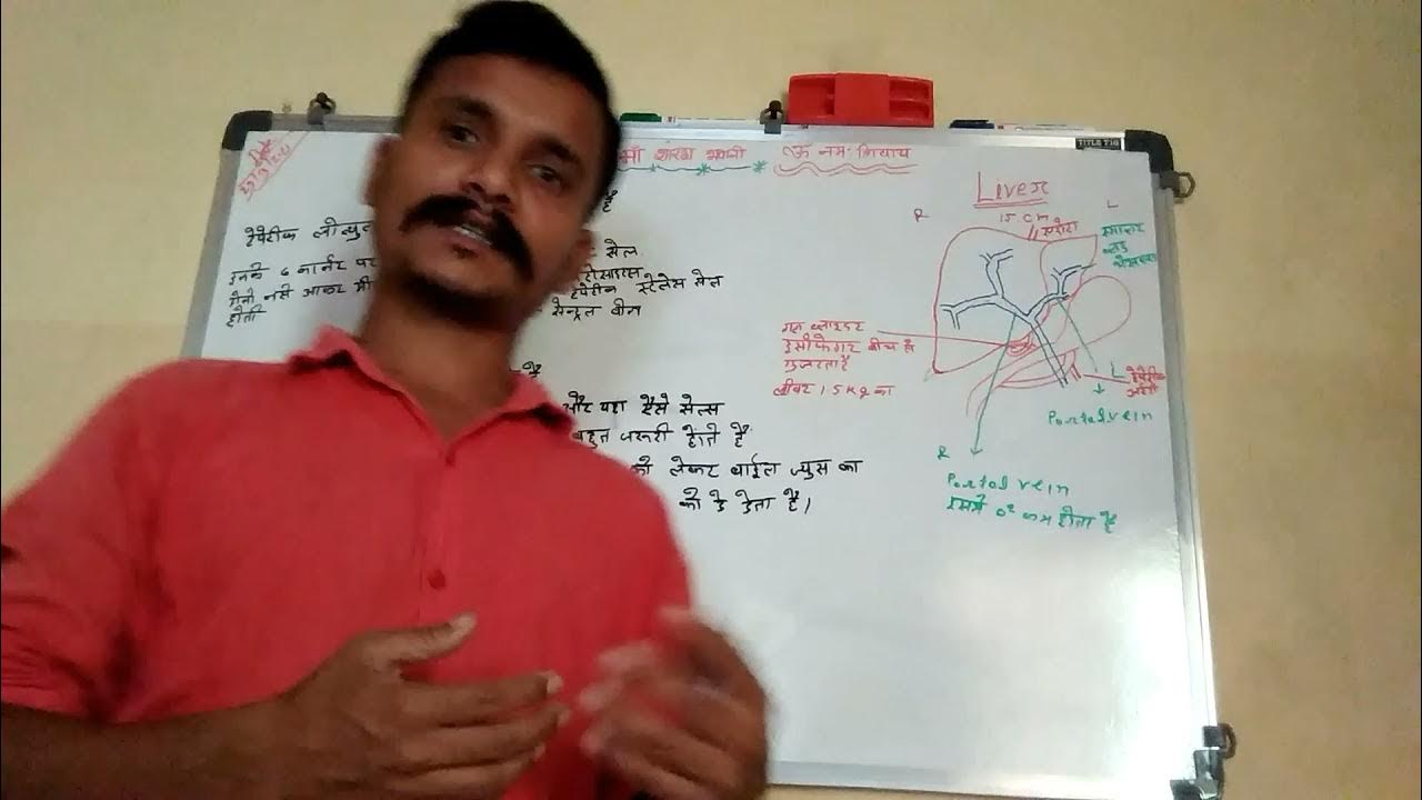 liver kiu kharab hota hai kaise liver ko thik rakkhen YouTube