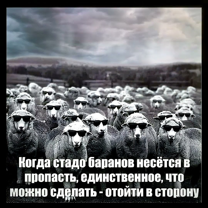 ☠ Стадо баранов. - YouTube