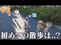 【感動】初めて柴犬のお散歩をする女子中学生に癒されました....【お散歩体験8人目】