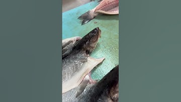 Branzino Made Easy: How to Butterfly Cut Like a Pro! #BranzinoCooking #ButterflyCut