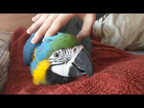 Βίντεο: Macaw Palm Care - Μάθετε για την καλλιέργεια ενός φοίνικα Macaw