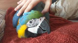 Macaw Snuggling