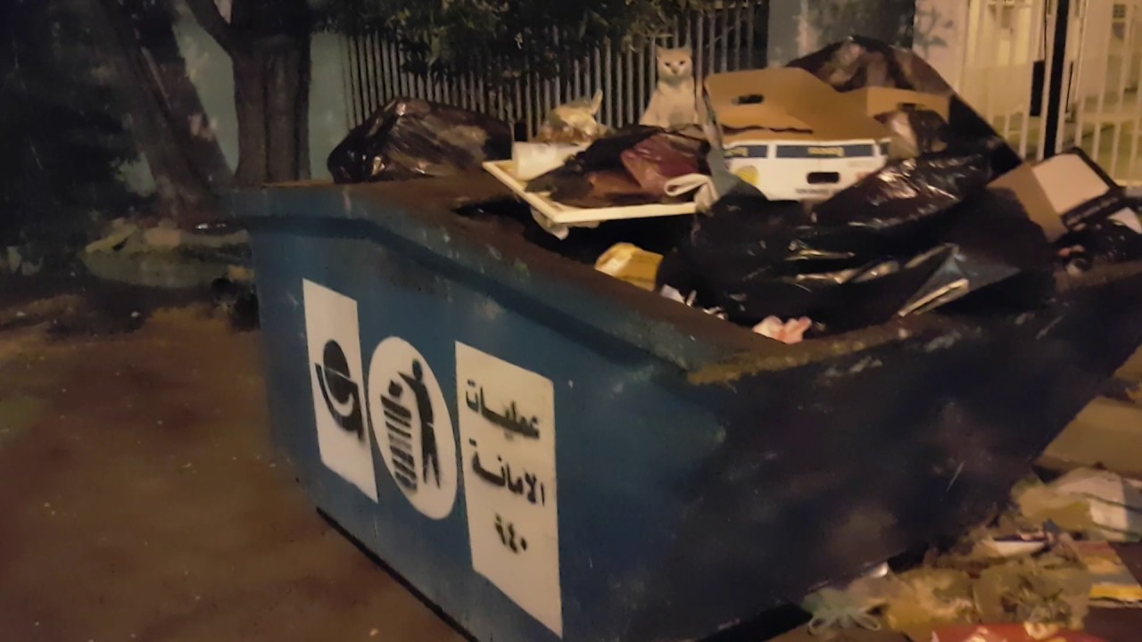 170116 Today's cat in Jeddah, Saudi Arabia on January 16th, 2017 YouTube