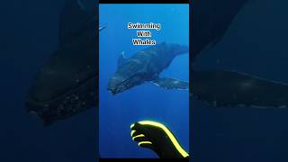 SubSide VR is Beautiful! PSVR2