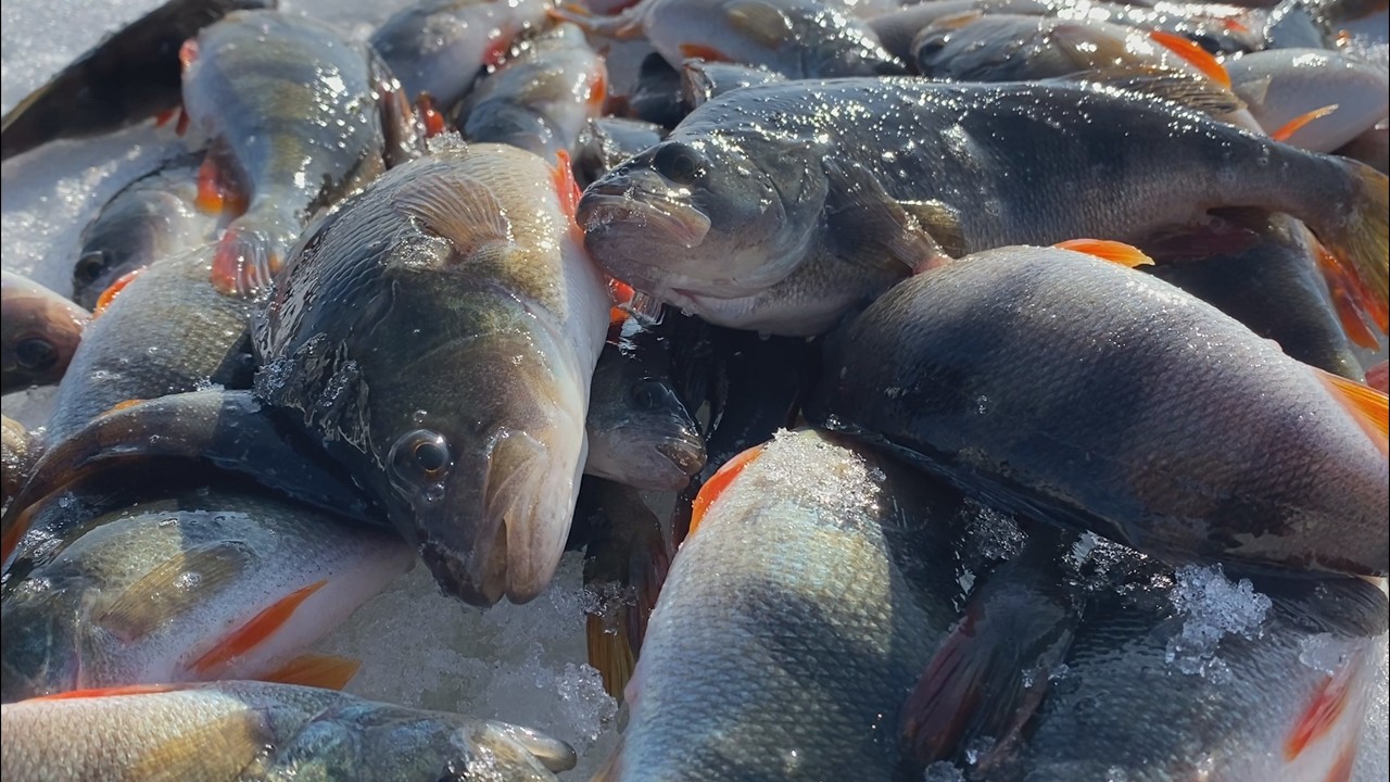 Безмотилка творить дива! Окунь брав один за одним!