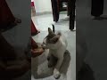 funny cat#cat #ytshorts #rcfunplay5866 #morningvibes#funny #fyp