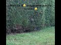 Jack Russell jumping out the bushes with his ball🤣🤣🤣⚽️🤣⚽️#jackrussell#footballdog#dogfunnyvideos 