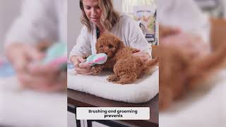 Before You Get a Goldendoodle Here Are 4 Things to Know | Mini Goldendoodle Puppies for Sale in Ohio