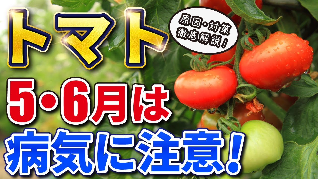 トマト】6・7月は病害虫に注意【原因と対策】徹底解説！ - YouTube