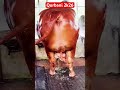 Kitni din baki 🥰 #2k26qurbani #cowqurbani #cow #cowlover #cowvideos #cowboys #cows #youtubeshorts