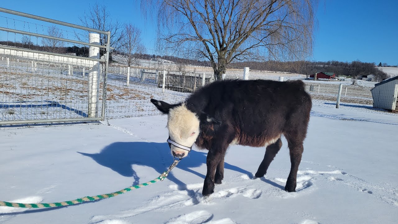 Hershey's Lucy - Discover Ohio Horses