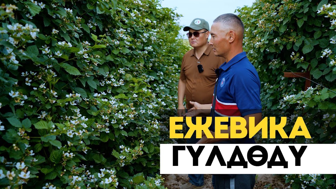 Быйыл ежевика кандай болот? Жерди кантип туура пайдаланыш керек? Клубника, малинабы же ежевикабы?