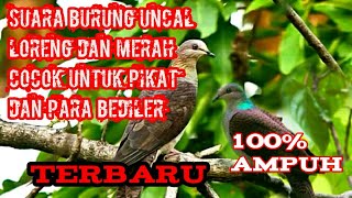 Suara burung uncal paling ampuh untuk pikat dan nyanggong