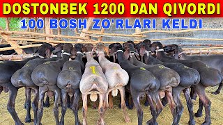 DOSTONBEK 100 BOSH XSORILARNI ZOR NARXDA QOYDI BU SAFARXAM