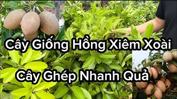 Hồng Xiêm Xoài - Cây Giống Ăn Quả Sai Trĩu, Dễ Trồng, Dễ Bán