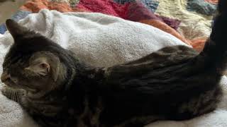 Testing the FURminator deShedding Tool