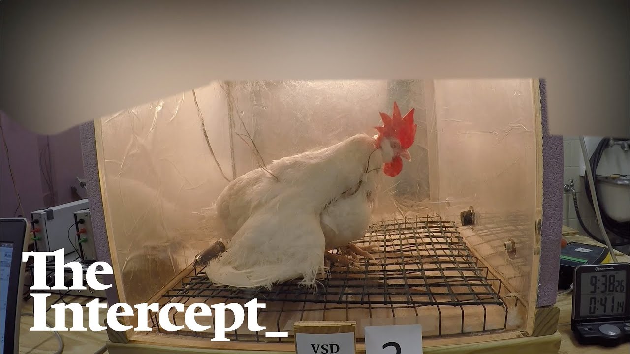 Ventilation Shutdown Used on Chickens