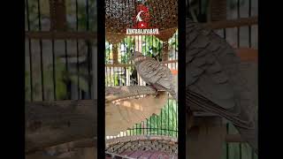 Download Lagu Pancingan perkutut silver piyikan MP3