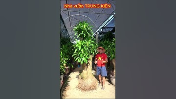 Gốc cây thiết mộc lan to #thietmoclan