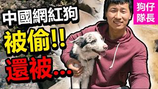中国百万粉丝网红狗惨变盘中餐引全网怒！对方竟还厚颜无耻当着狗主人的面嫌弃口感！ 「狗仔队长」