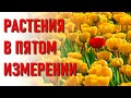 🔹РАСТЕНИЯ В ПЯТОМ ИЗМЕРЕНИИ-ченнелинг