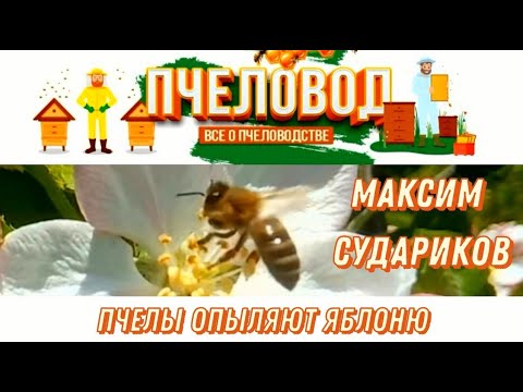 Видео: Какие насекомые опыляют яблони?