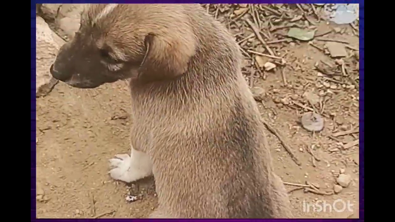 قصة مؤثرة 💔 أمّ كلب تحمي صغيرها في الشارع… لن تصدّق النهاية