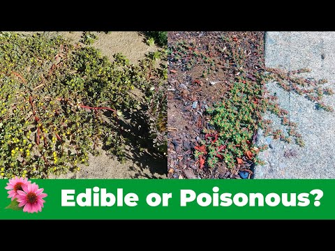 Video: Spotted Spurge Weed: come sbarazzarsi dell'euforbia maculata