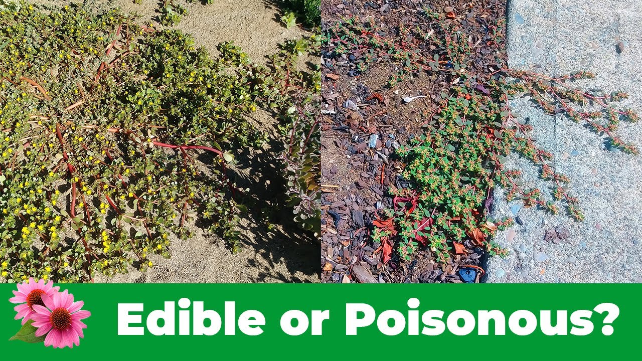 Purslane Vs. Prostrate Spurge - Which Is Which?