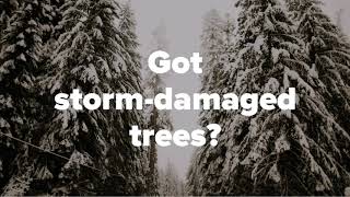 Got Storm-Damaged Trees?