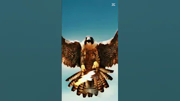 على الصقر لا تقرب ابعد يا غراب 