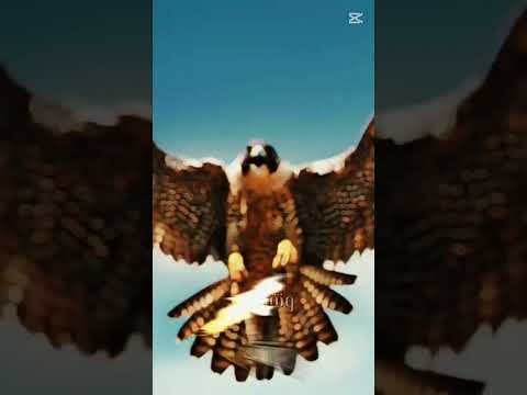 على الصقر لا تقرب ابعد يا غراب