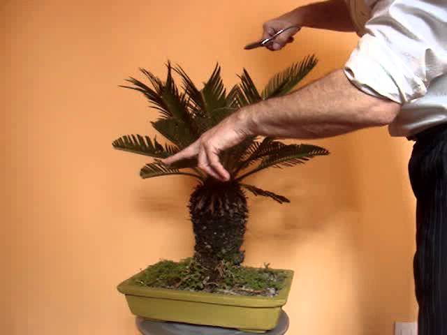 Cyca revoluta Bonsai (Cycad Bonsai - Sago Palm Bonsai)