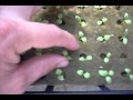 Hydroponic How To: lettuce production