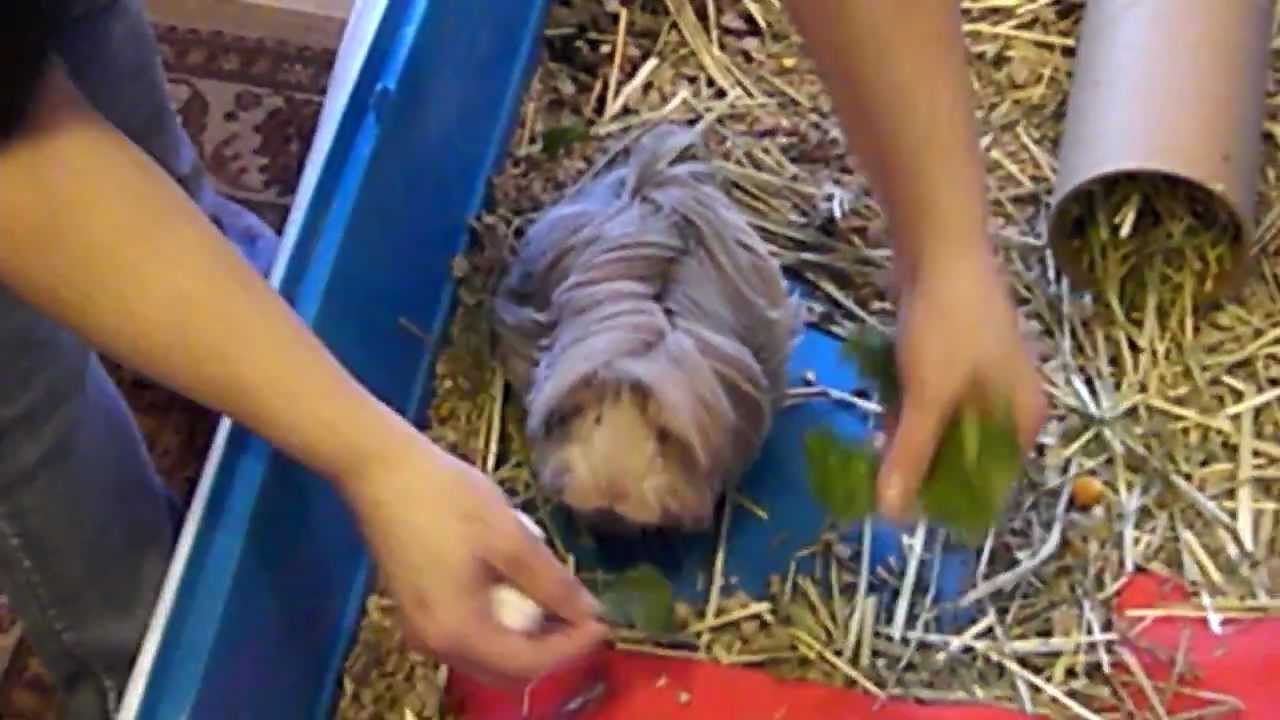 Baby The Long Haired Peruvian Guinea Pig Cavy Youtube