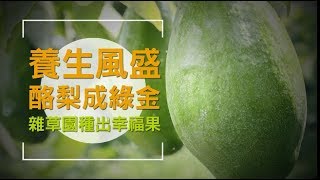 【花果點點名】養生風盛酪梨成綠金 雜草園種出幸福果 | 台灣蘋果日報