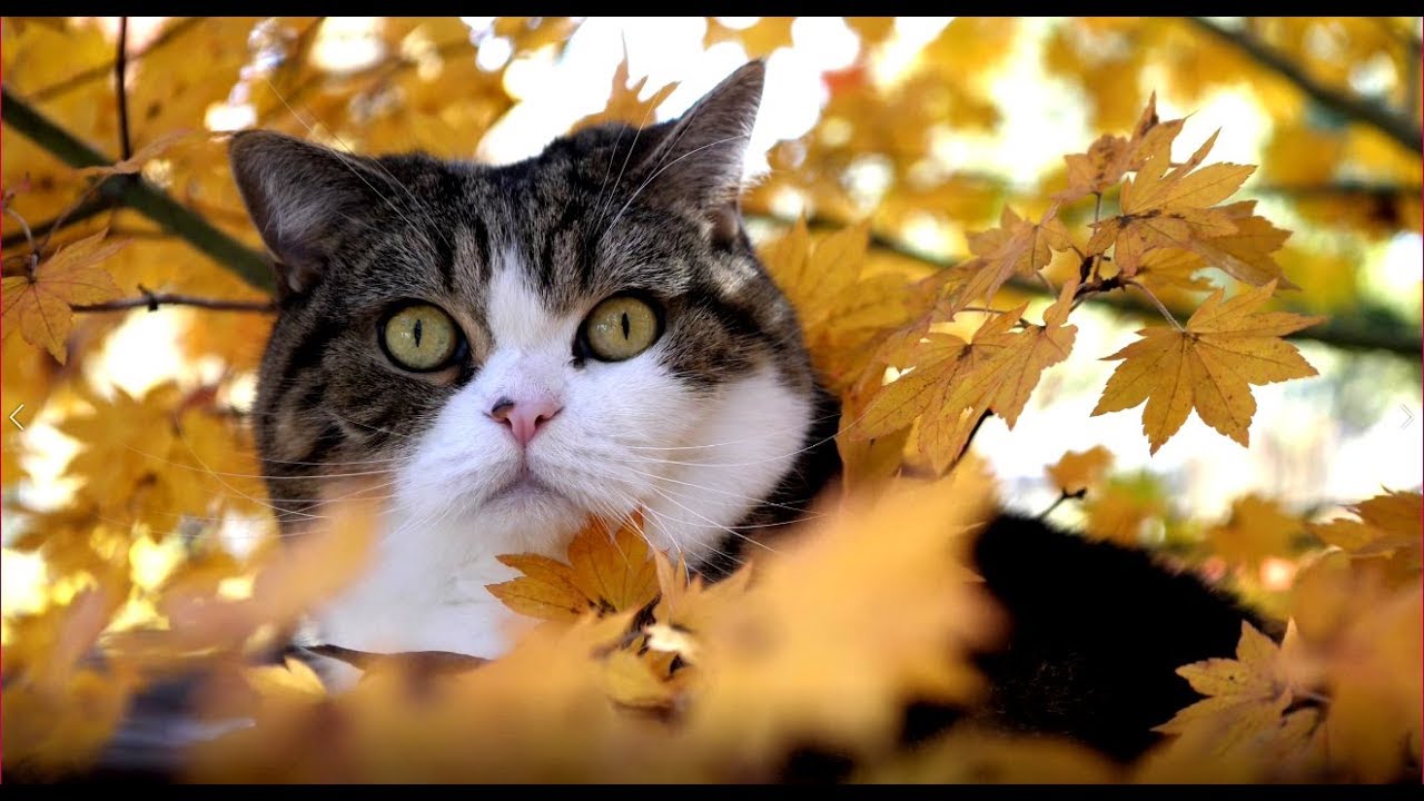 猫藓 秋のねこ２。-Maru&Hana in Autumn 2.-